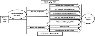 Morchella esculenta mushroom polysaccharide attenuates diabetes and modulates intestinal permeability and gut microbiota in a type 2 diabetic mice model